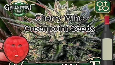 Wine Cannabis Strains