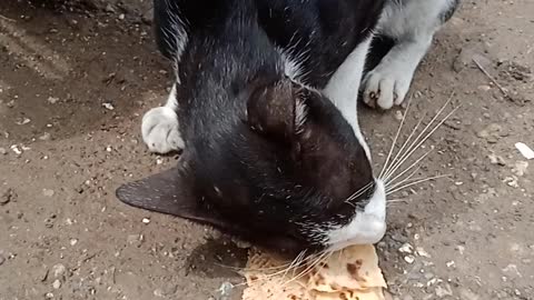 Hungry cat eating bread of my house.