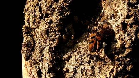 Amazing stingless bees | Linot | Aceh, Sumatra, Indonesia