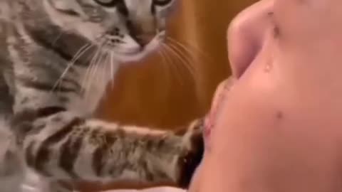 Funny pets video