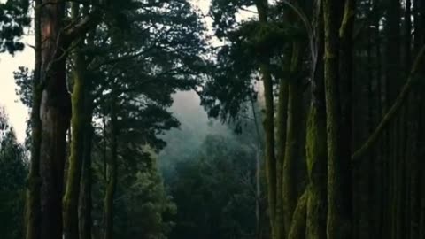 BEAUTIFUL ROAD AND BEAUTIFUL TREES...