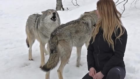 Wolves react to Woman after 4 years apart #wolf #wolves #wolfpack #reunion