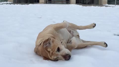 Labrador enjoys the snow