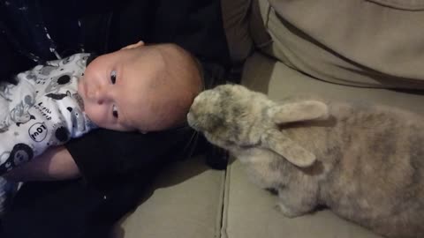 Baby and Bunny Become Buddies