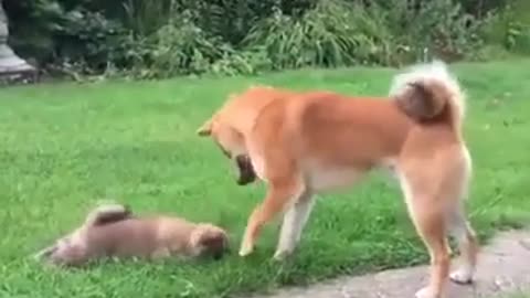 funny animals videos