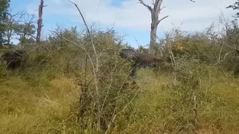 Aghast! The Brutal Moment When the Fierce Lion Couldn't Avoid The Giant Lizard Bites- Wildlife 2023