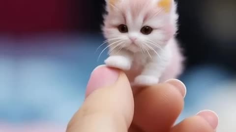 Cute cat video 😍