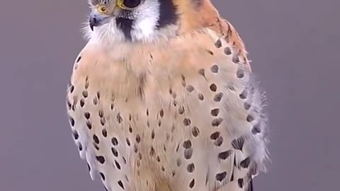 North America’s Littlest Falcon The American Kestrel Packs A Predator’s Fierce Intensity Into Its Small Body