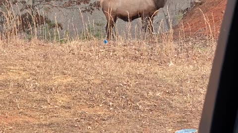 Elk spirit animal