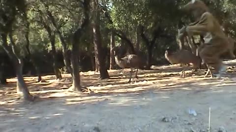 KANGAROO (REMI GAILLARD)