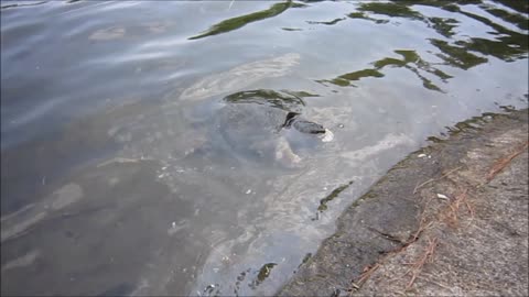 Snapping turtle is feeding during the day