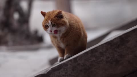 There's a big orange cat on the steps