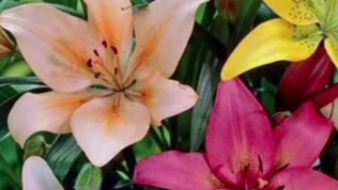 "Lily Magic: Stunning Blooms in a Flash!" A Spectrum of Beauty for Your Garden 🌸✨"