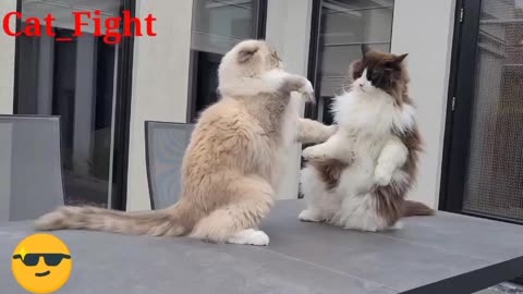 Cat fight movment