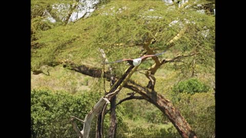 African Fish Eagle. Lake Naivasha, Kenya. Oct 2022