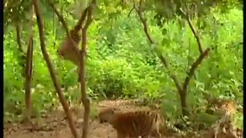 Best animal video comedy