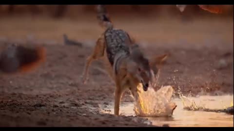 Wild Dogs Battle For Food | Dogs In The Wild: Meet The Family