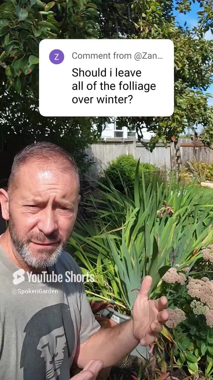 When Should You Cut Back Your Gladiolus Flowers?