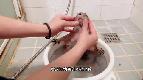 This is a groundhog who loves to bathe! I have never seen a little guy who loves bathing so much!