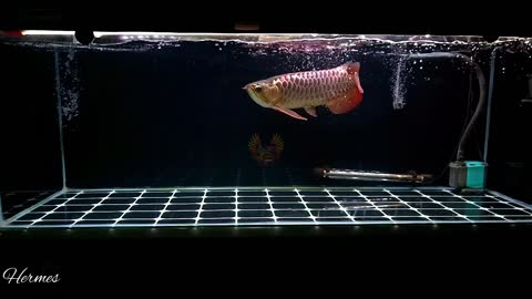 MALAYSIAN AROWANA EATING LIVE FROG