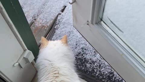 Feline Follows in Friend's Paw Prints