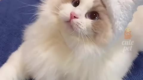 Cute cats