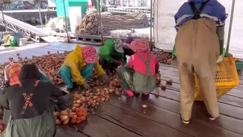 How Japanese Raise Millions of Sea Pineapple - Sea Pineapple Farming and Harvesting, Processing