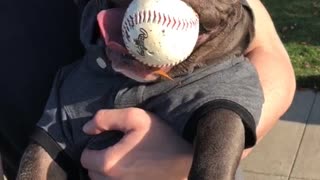 French Bulldog hilariously chills with baseball in mouth