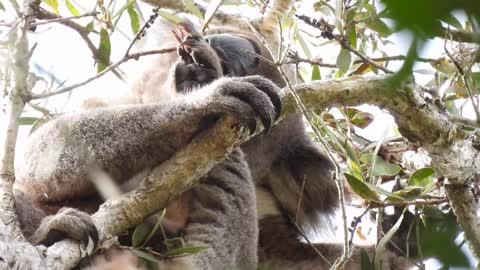 Zeus, wild male koala, in melaleuca