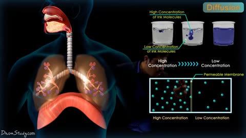 Respiratory system