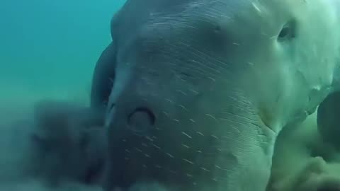 The Dugong, or Sea Cow