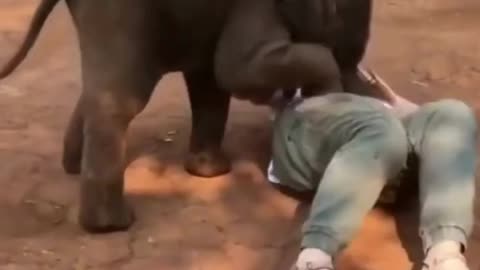 🐘 Baby Elephant Playing, Cute & Funny Video 😂 _ PAW