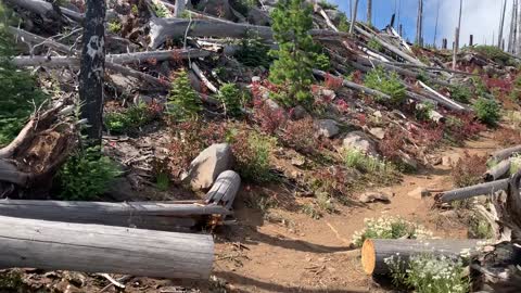 Central Oregon - Mount Jefferson Wilderness - Biting Bitter Wind