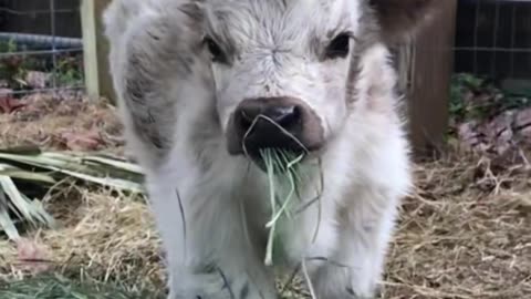 cute highland cow#highlandcow #cow