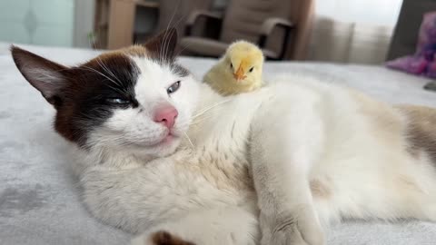 The Cat is Shocked by the Chick sleeping on it like a pillow