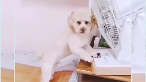 Smartest Dog 🐕 funny moments.