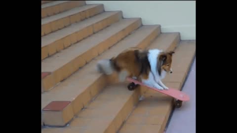 Gif video of dog descending the ladder on a skateboard