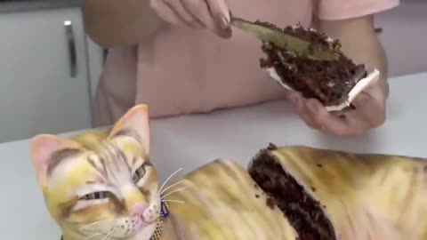 Cat cat funny cake