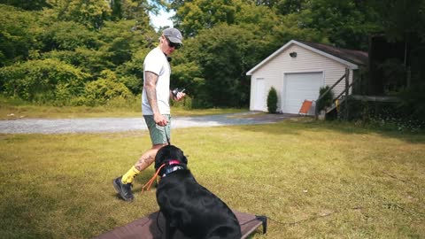 HOW TO SAFELY TRAIN YOUR DOG COMPLETELY OFF LEASH!