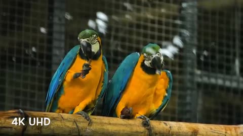 The video about beautiful birds nature colorful 🦜 parrots