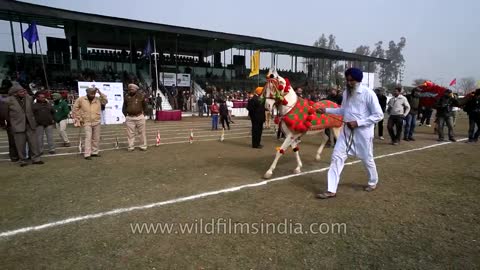 Horse dancing to the rhythm of dhol_ Only in India