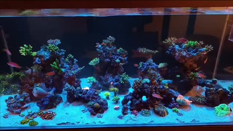 Reef tank maintance