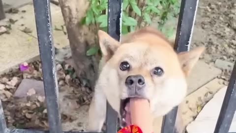 OMG So Cute ♥ Funniest Cats and Dogs Videos 2023 #4