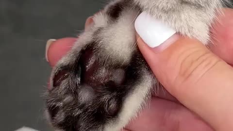 Easy Way To Trim Your Cat Claws