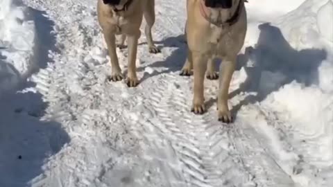 English Mastiff 🐶 One Of The Biggest Dog Breeds In The World #shorts