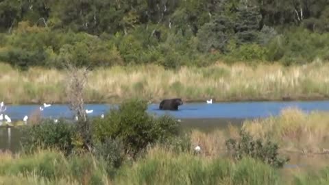 Brown Bear viewing at Brooks Falls Alaska USA (Part 3)