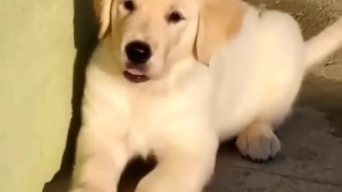 Funny Puppy Playing in Sunlight