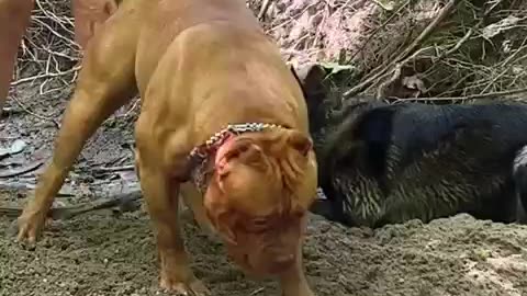 XL American Bully checked over a ball by our shepherd 😂