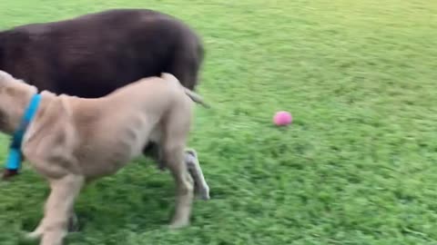 British Mastiff Puppy learning who's boss, Round (2)