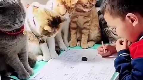 Cats With Teacher in Their School #shorts #viral #shortsvideo #video